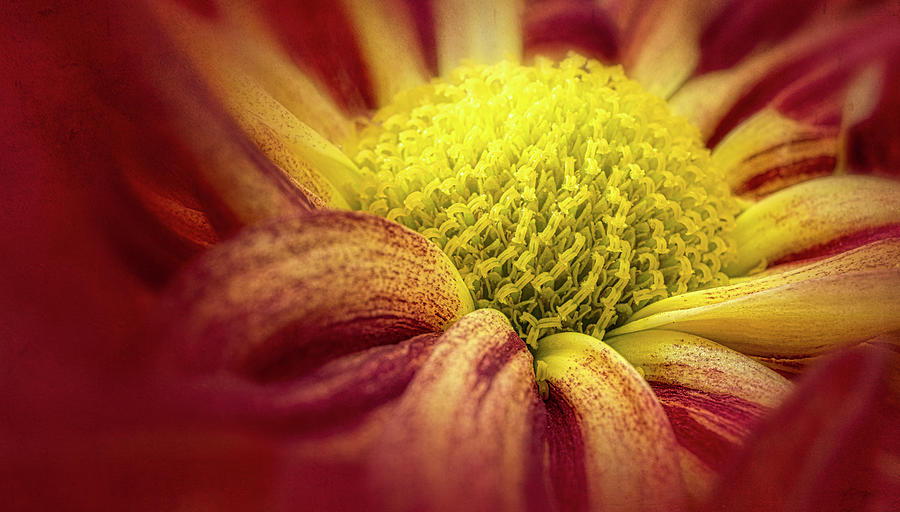 Chrysanthemum Close Up Photograph by Paul Bartell