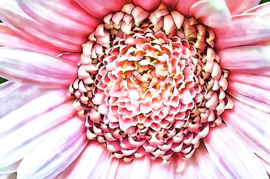 Chrysanthemum Digital Art By Colin Meaden Fine Art America