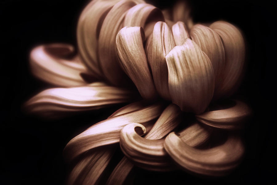Nature Photograph - Chrysanthemum Curls by Jessica Jenney