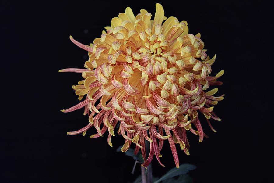 Chrysanthemum-Curly Beauty Photograph by Mingming Jiang