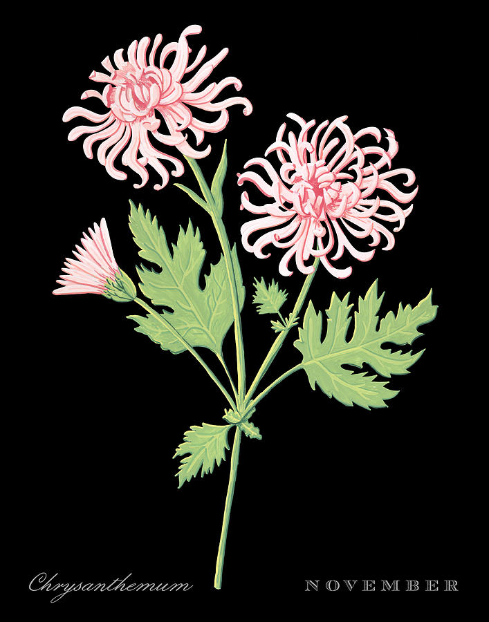 Chrysanthemum November Birth Month Flower Botanical Print on Black - Art by Jen Montgomery Painting by Jen Montgomery