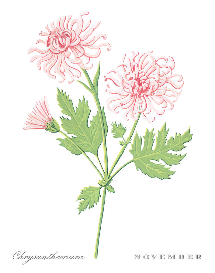 Chrysanthemum November Birth Month Flower Botanical Print on White - Art by Jen Montgomery Painting by Jen Montgomery