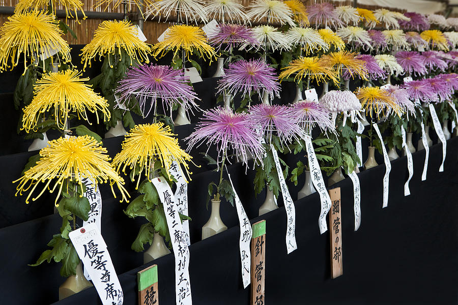 Chrysanthemum exhibit Photograph by Gary Conner