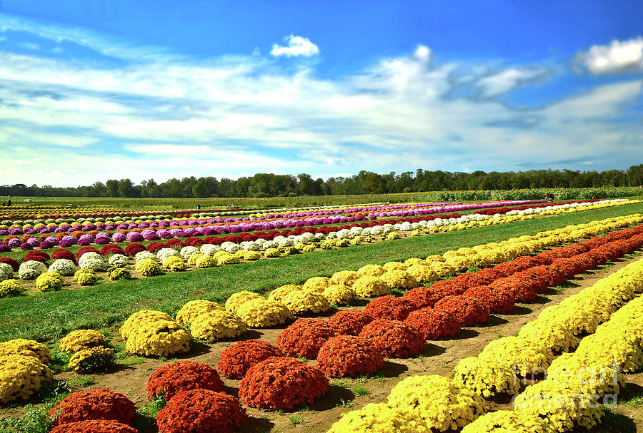 Chrysanthemum Field In Full Bloom Photograph