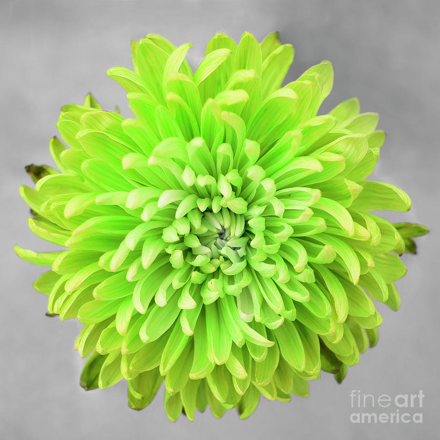 Chrysanthemum Flower Joy-Lime Photograph by Renee Spade Photography