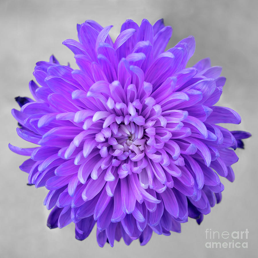 Chrysanthemum Flower Joy-Purple Photograph by Renee Spade Photography