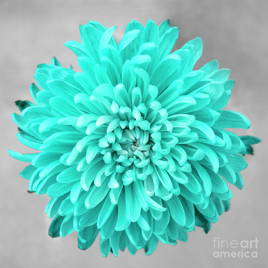 Chrysanthemum Flower Joy-Turquoise Photograph by Renee Spade Photography