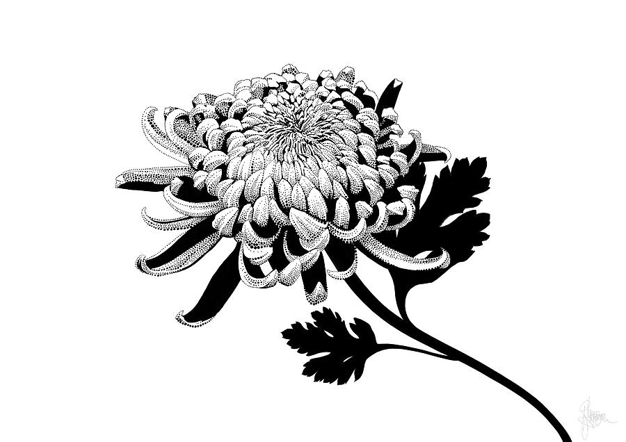 Chrysanthemum - Flower Drawing by Rikke Jorgensen - Fine Art America