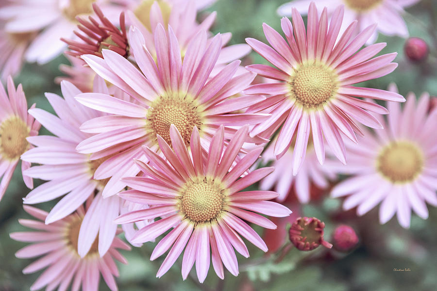 Flower Photograph - Chrysanthemum Flowers by Christina Rollo