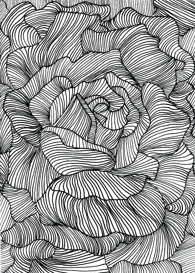 Chrysanthemum Drawing by Minor Details