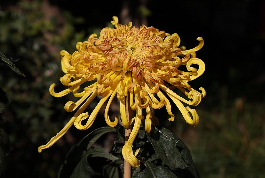 Chrysanthemum-Gold and Red Photograph by Mingming Jiang