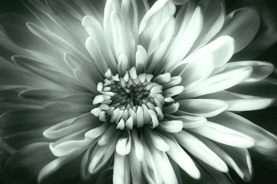 Chrysanthemum Green Tone Photograph by Tanya C Smith