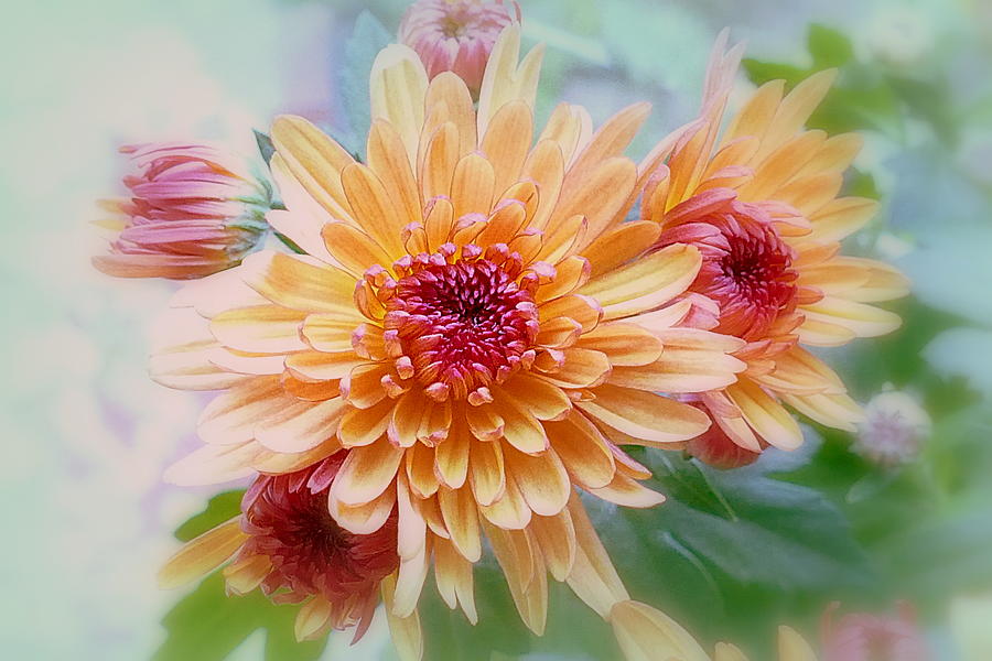 Chrysanthemum Photograph by Helen George