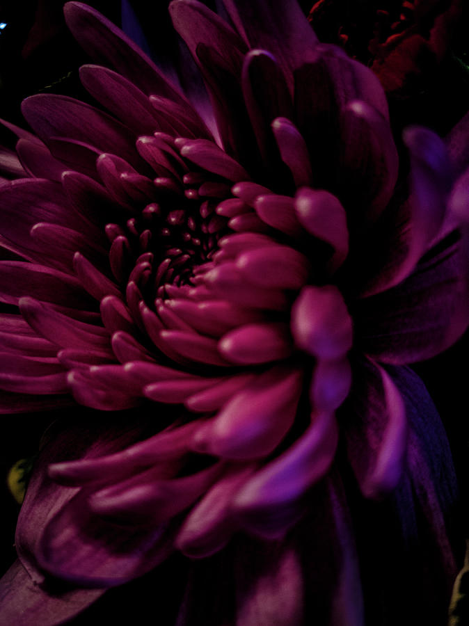 Chrysanthemum III Photograph by Tometta Pouncie