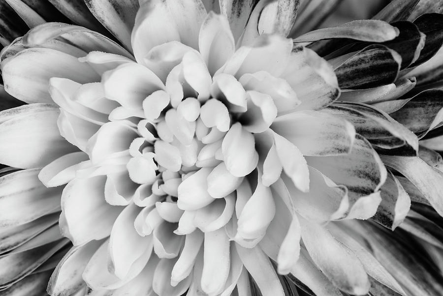 Chrysanthemum in black and white Photograph by Vishwanath Bhat
