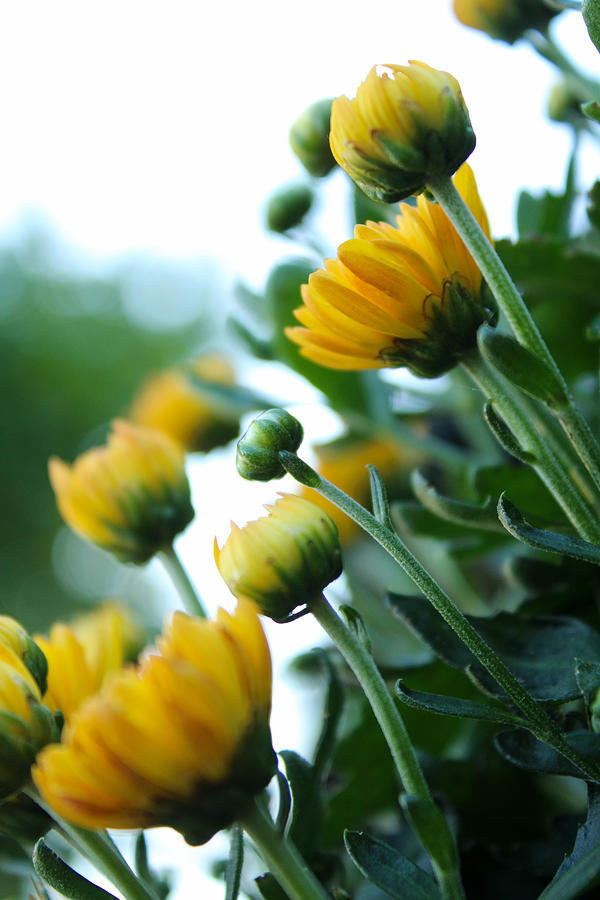 Chrysanthemum indicum Photograph by W Craig Photography