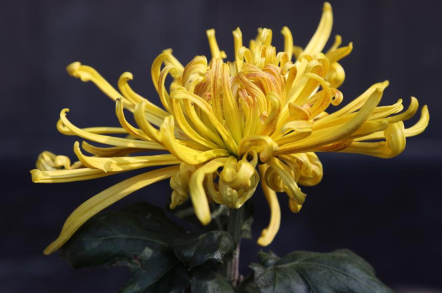 Chrysanthemum-Kings Crown Photograph by Mingming Jiang
