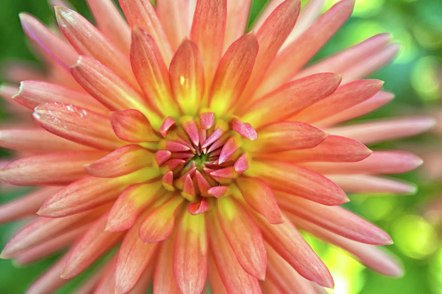 Chrysanthemum Photograph by Lisa Chorny