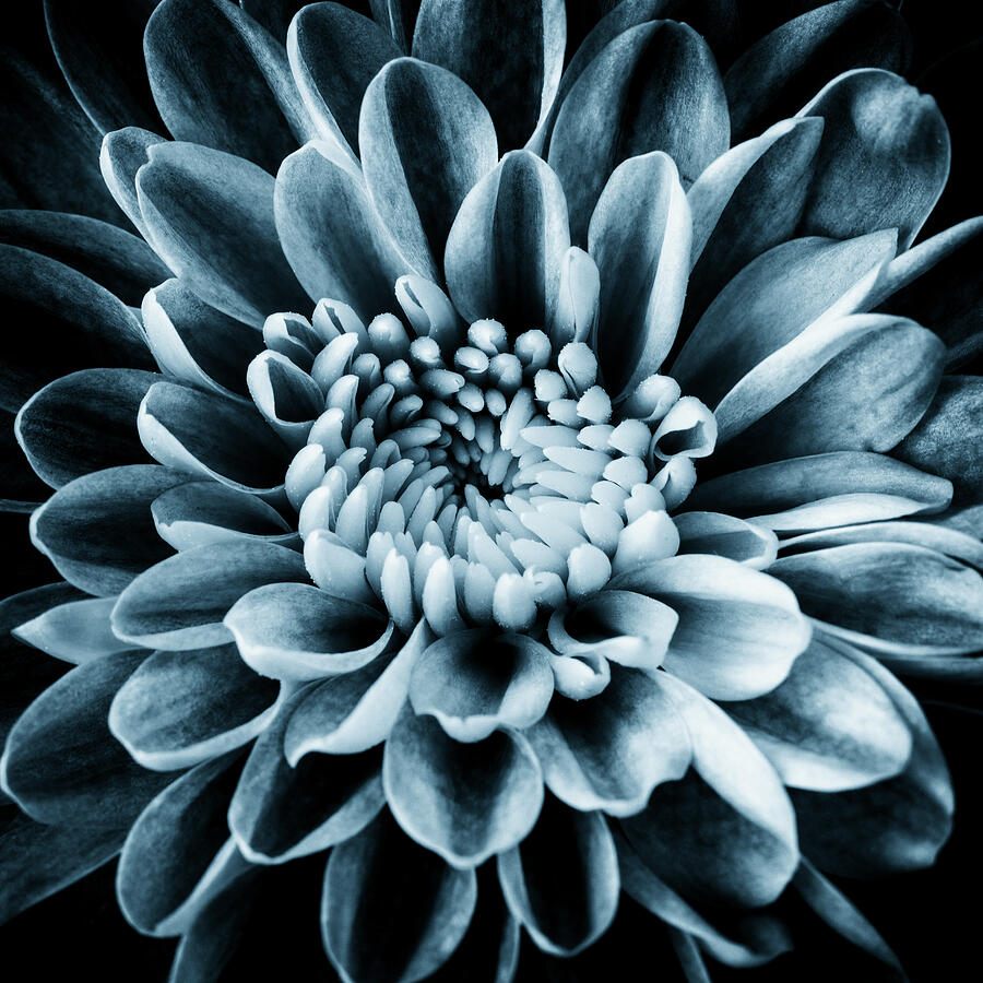 Chrysanthemum Macro Cyanotype Photograph by Tanya C Smith