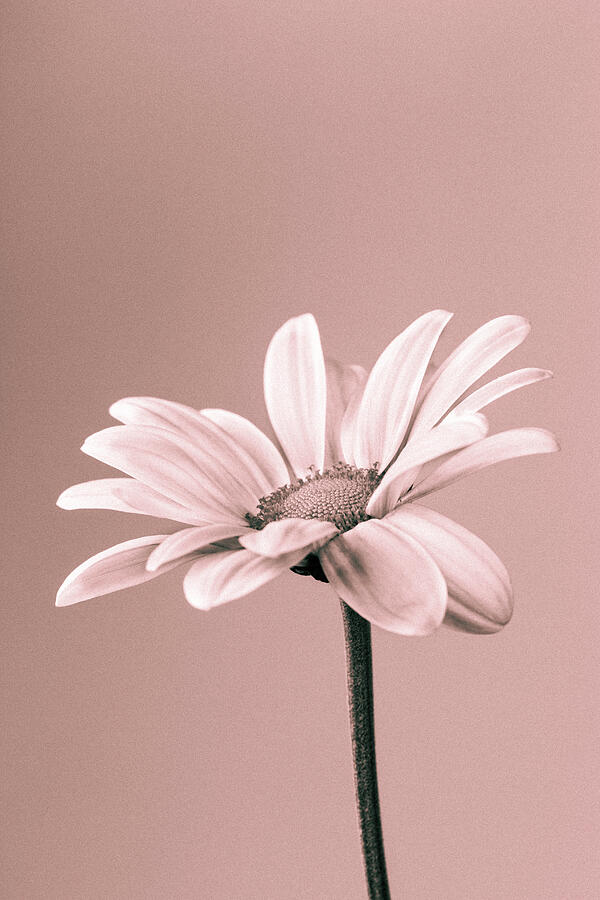 Chrysanthemum Monochrome Photograph by Tanya C Smith