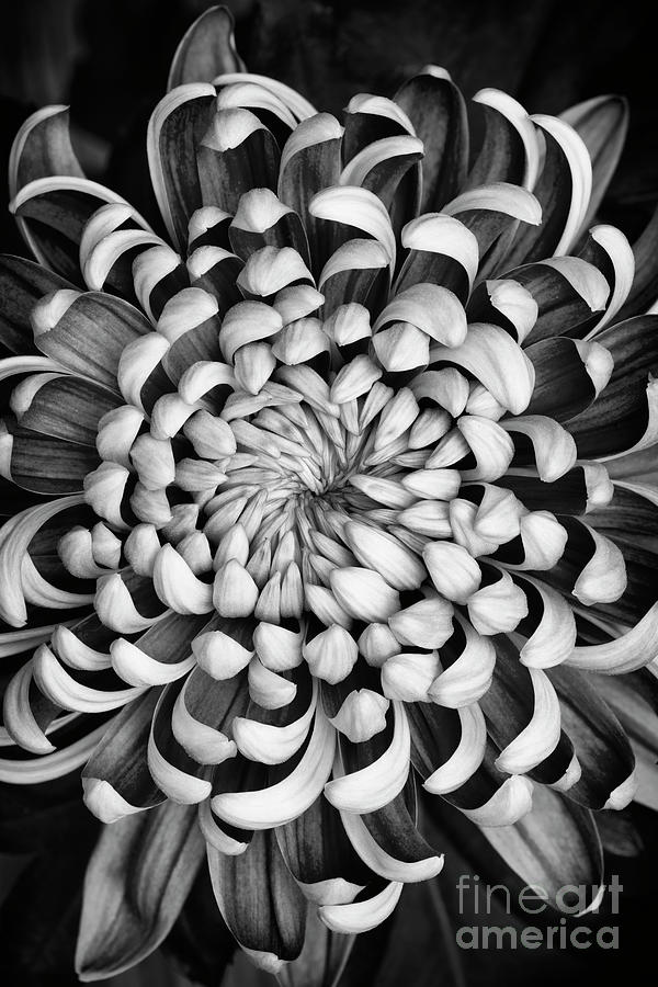 Chrysanthemum Monochrome Photograph by Tim Gainey