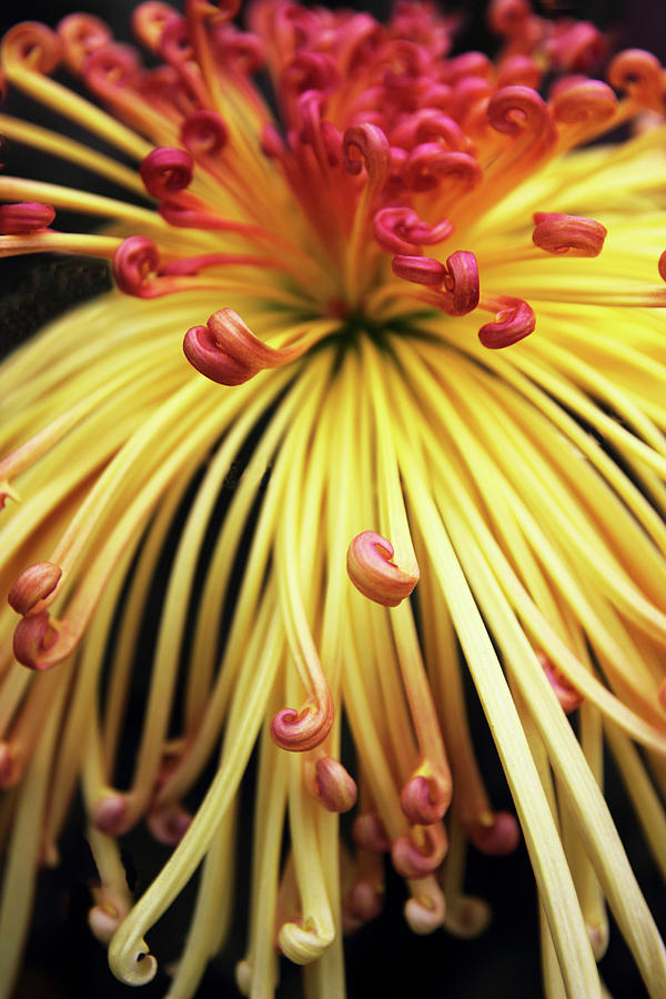 Chrysanthemum Morning Photograph by Jessica Jenney