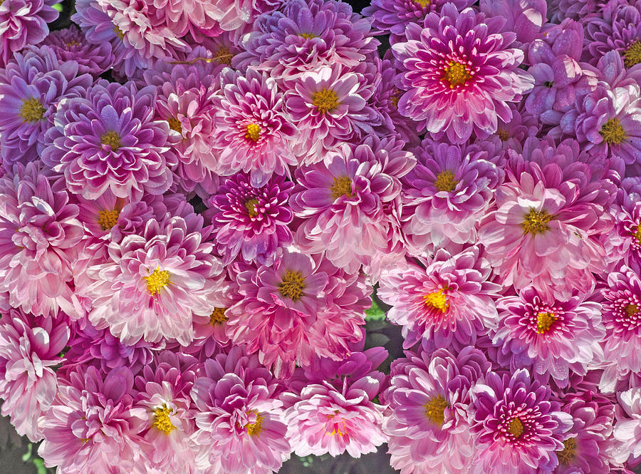 Chrysanthemum Photograph by Nattakit