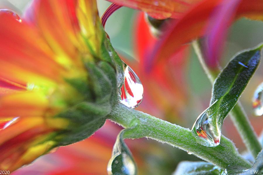 Flowers Still Life Photograph - Chrysanthemum Pearl by Lisa Wooten