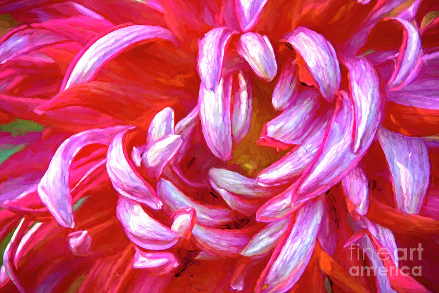 Chrysanthemum Petals Digital Art by Pravine Chester