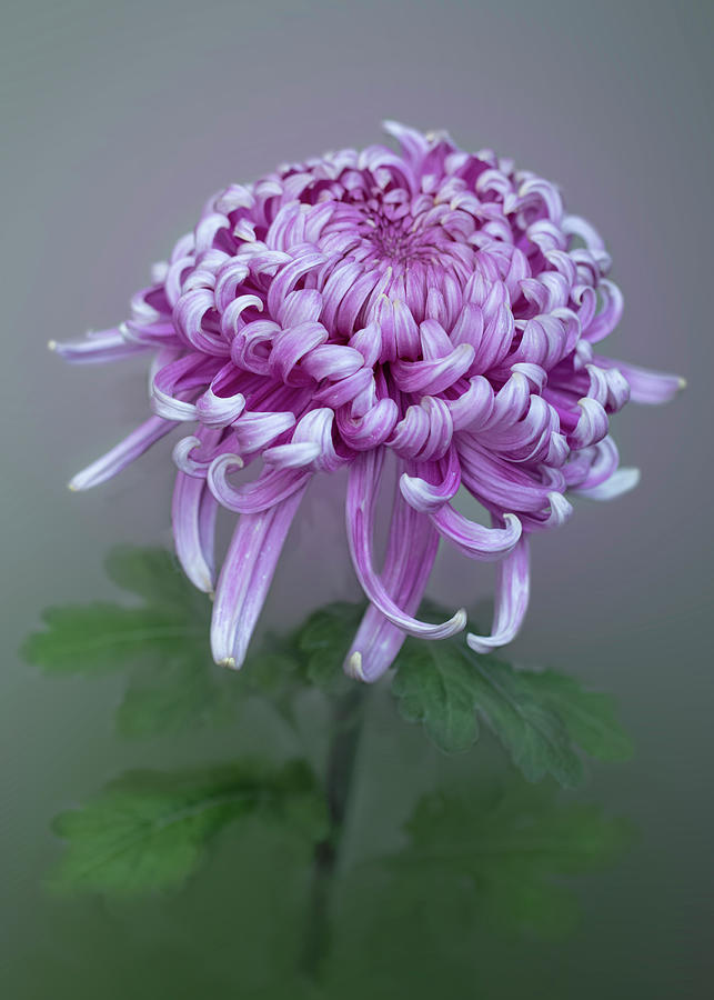Chrysanthemum Jefferson Park Photograph by Alinna Lee Fine Art America
