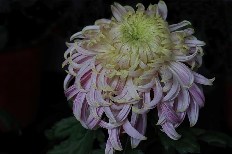 Chrysanthemum-Pink and Green Photograph by Mingming Jiang