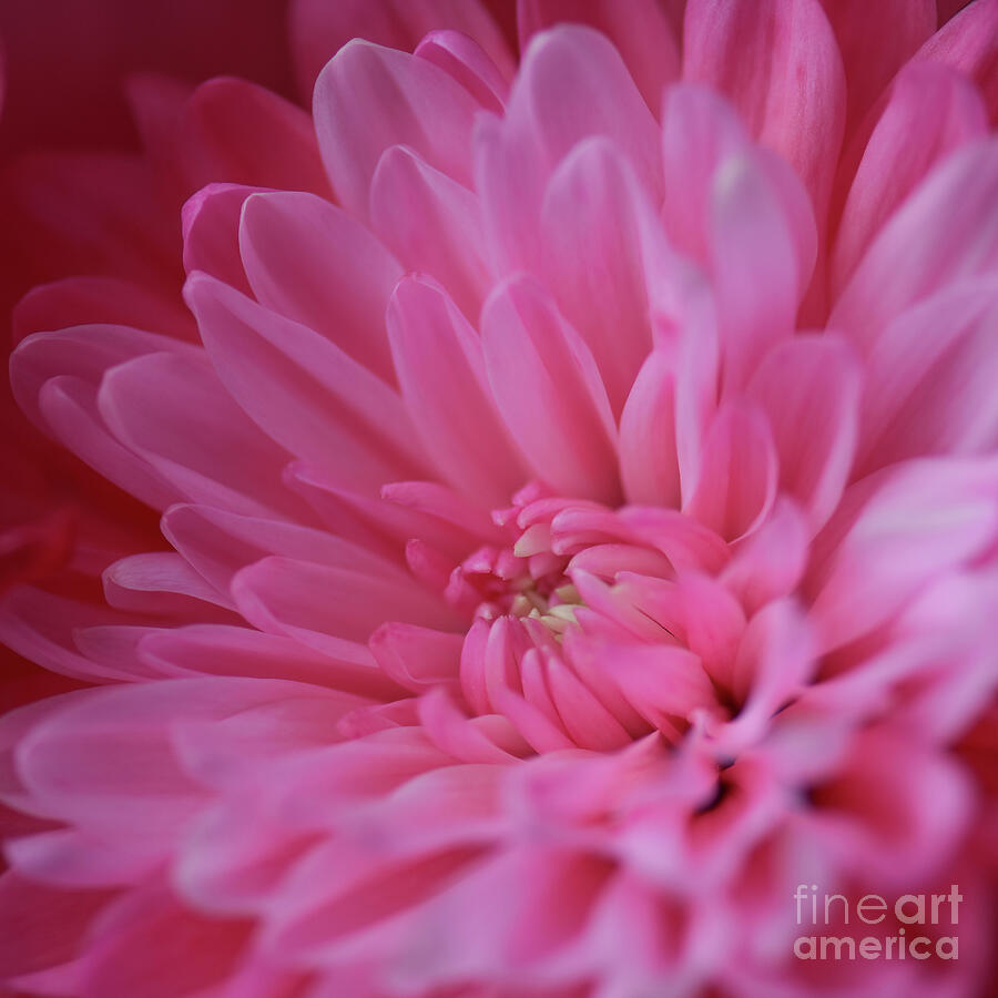 Chrysanthemum - pink splash Photograph by Yvonne Johnstone