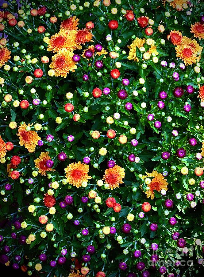 Chrysanthemum Profusion  Photograph by J Hale Turner