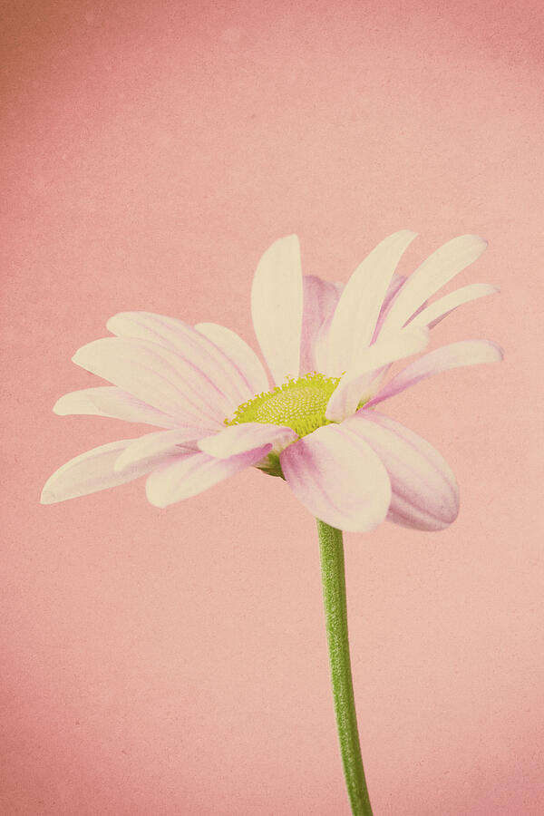 Chrysanthemum Retro 1 Photograph by Tanya C Smith