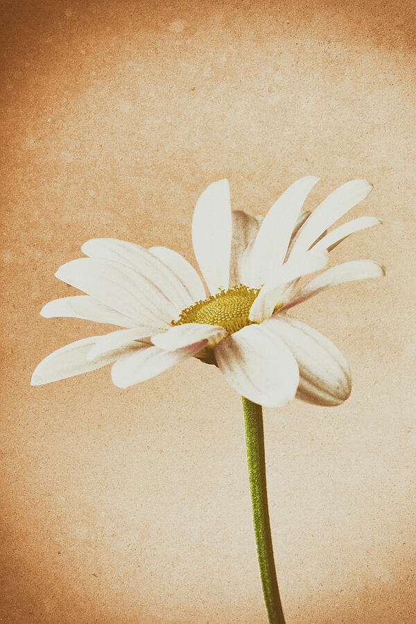 Chrysanthemum Retro 2 Photograph by Tanya C Smith