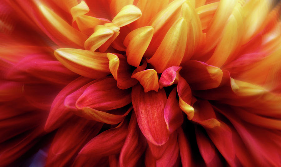 Chrysanthemum  Sway Photograph by Jessica Jenney