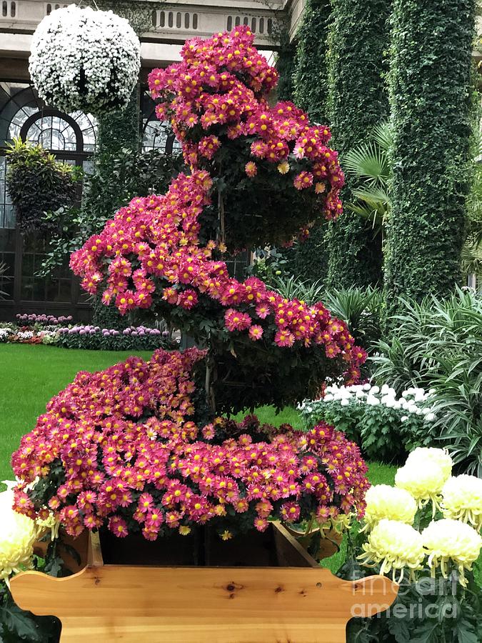 Chrysanthemum Topiary Photograph