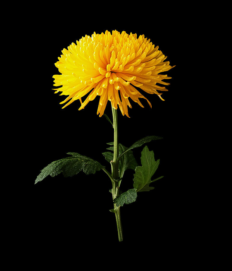 Chrysanthemum yellow flower isolated on black Photograph by Coffeechcolate