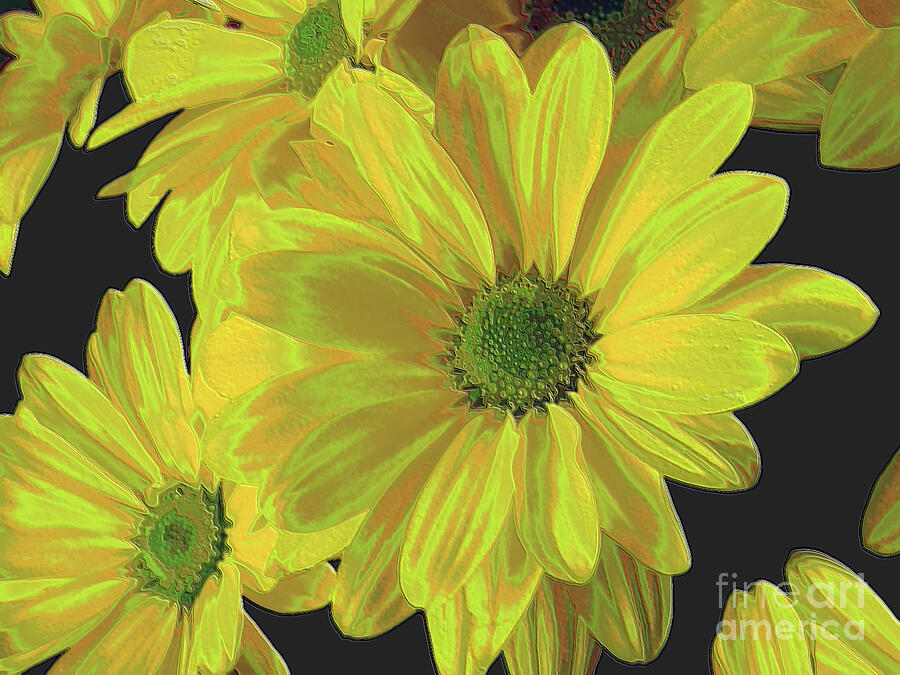 Chrysanthemum - yellow with green florets Photograph by Yvonne Johnstone