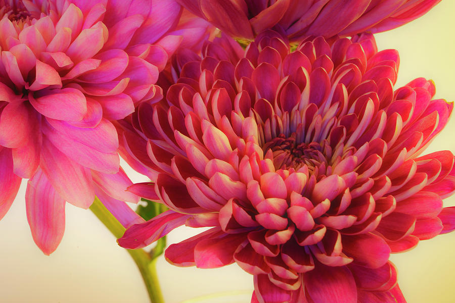 Chrysanthemums Bold and Beautiful 4 Photograph by Lindsay Thomson
