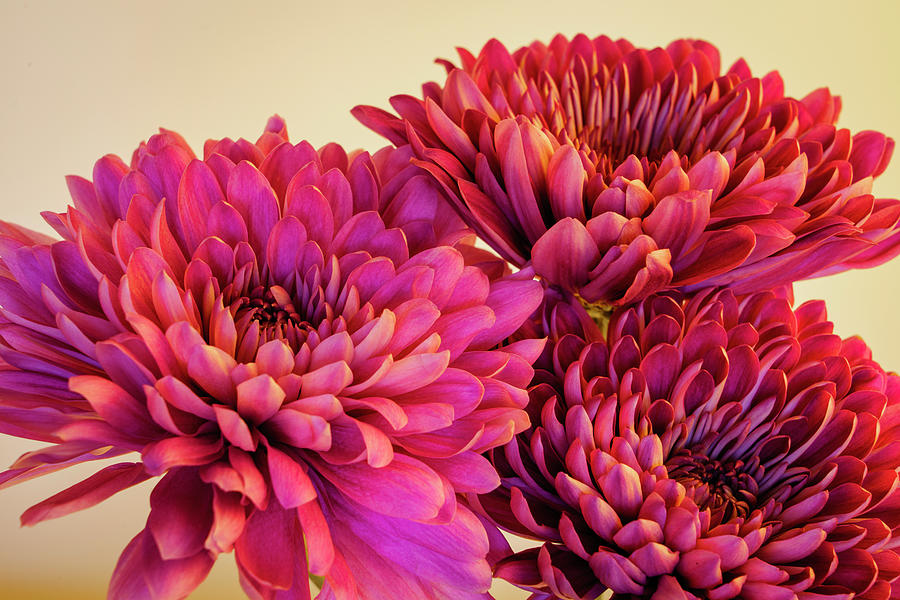 Chrysanthemums Bold and Beautiful 5 Photograph by Lindsay Thomson