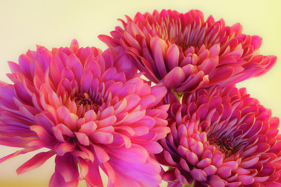 Chrysanthemums Bold and Beautiful 6 Photograph by Lindsay Thomson