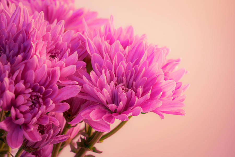 Chrysanthemums Bold and Beautiful 7 Photograph by Lindsay Thomson