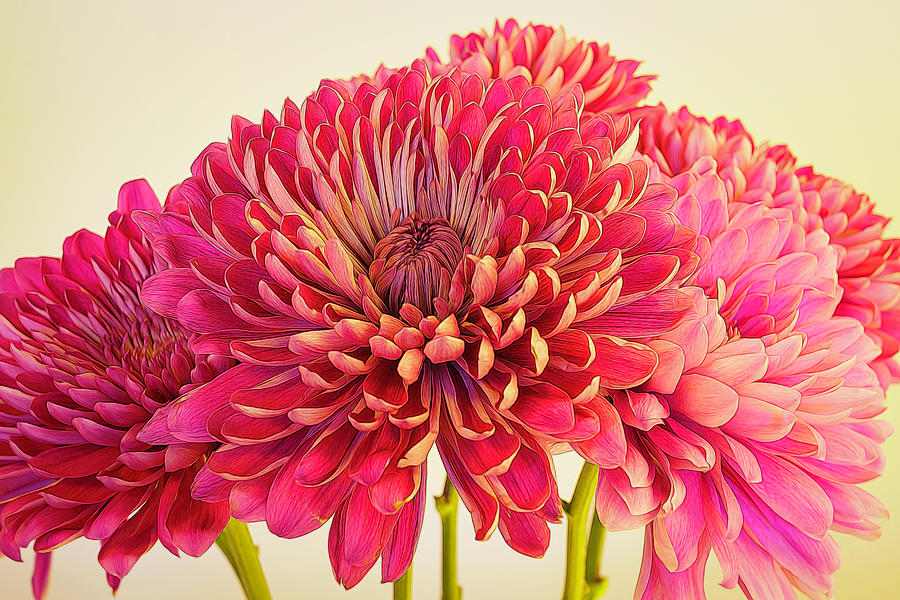 Chrysanthemums Bold and Beautiful 8 Photograph by Lindsay Thomson