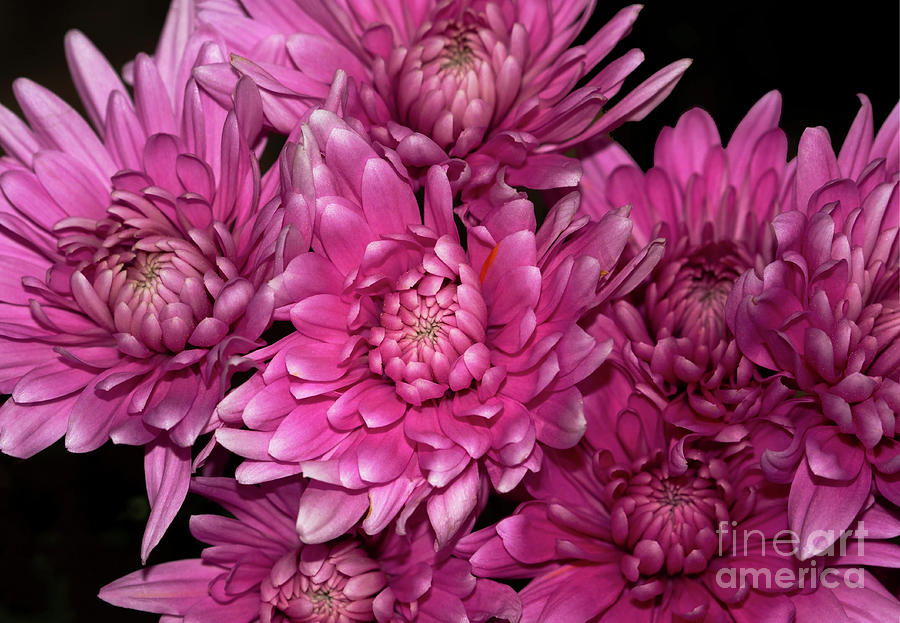 Chrysanthemums In Bloom Photograph