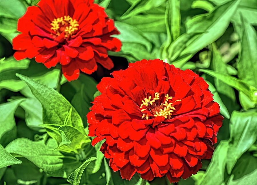 Chrysanthemums in Red Photograph by Diana Mary Sharpton