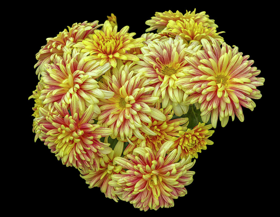 Chrysanthemums Love Photograph by Cate Franklyn