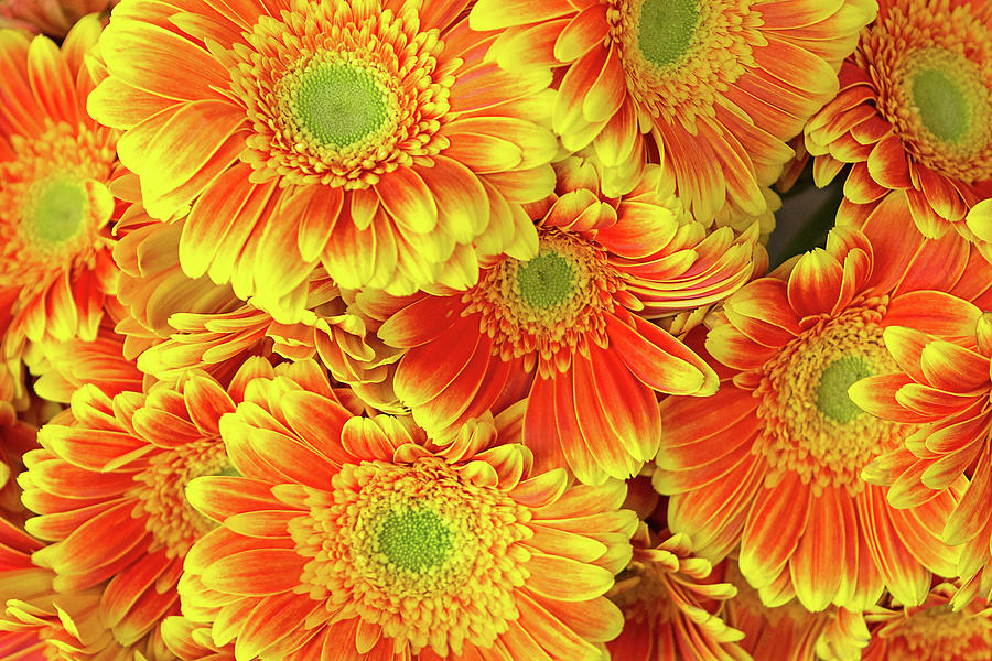 Chrysanthemums on Fire Photograph by Jay Billings | Fine Art America