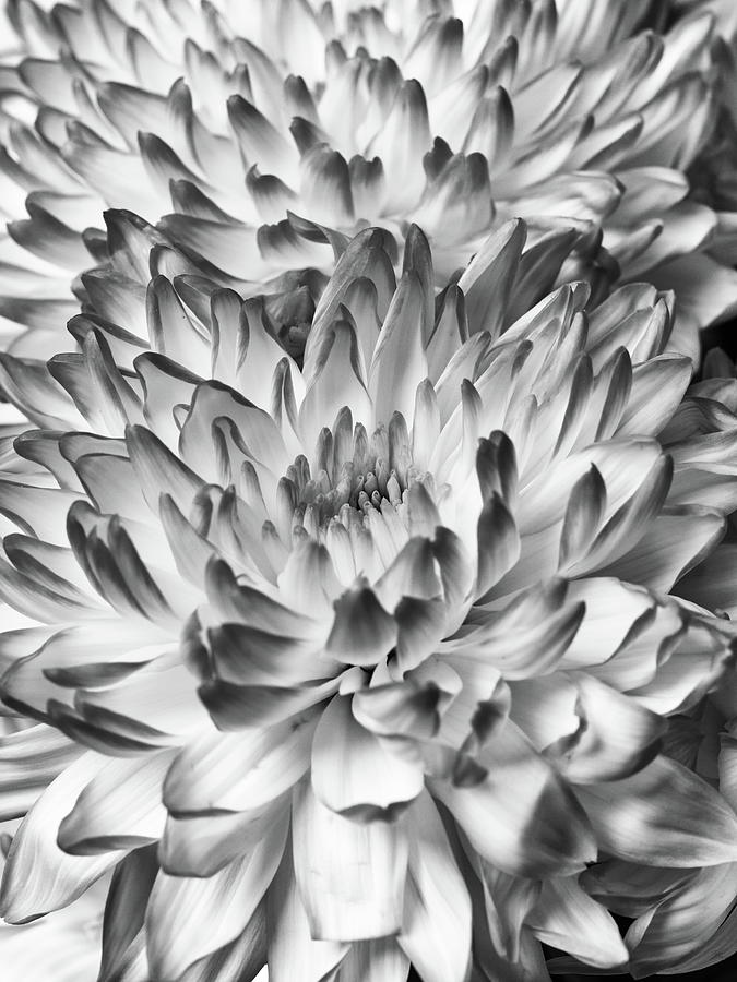 Chrysanths Black and white Photograph by Jouko Lehto