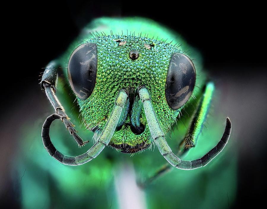 Chrysididae wasp face bright green Photograph by Mona Master Art - Fine ...